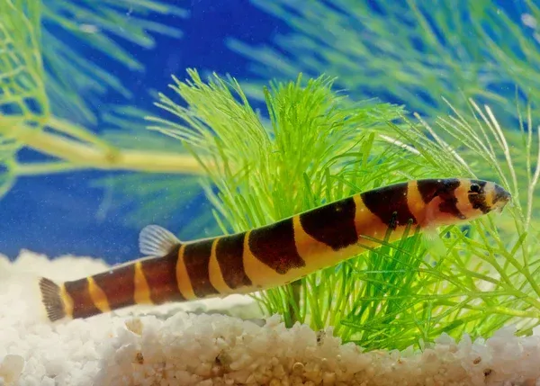 Imagem do Kuhli Loach